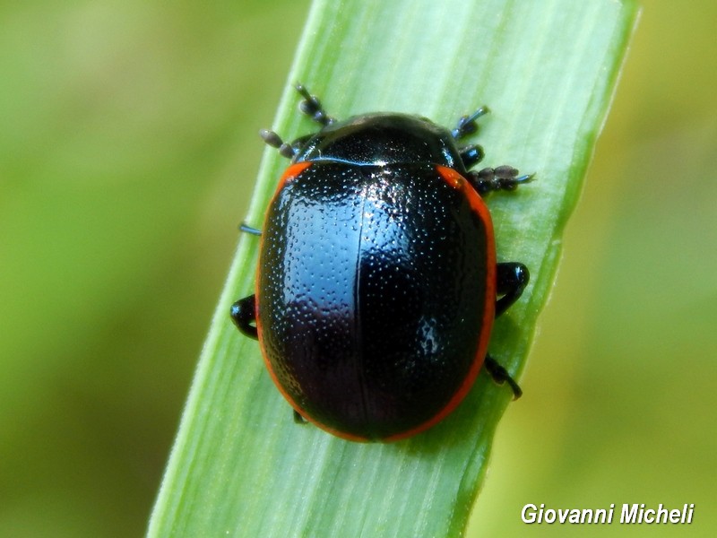 Chrysolina rossia? S., Chrysomelidae